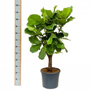 Фикус Лирата (Ficus Lyrata) 